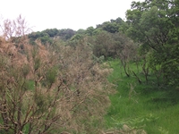 nte Rinatu-20110615 059